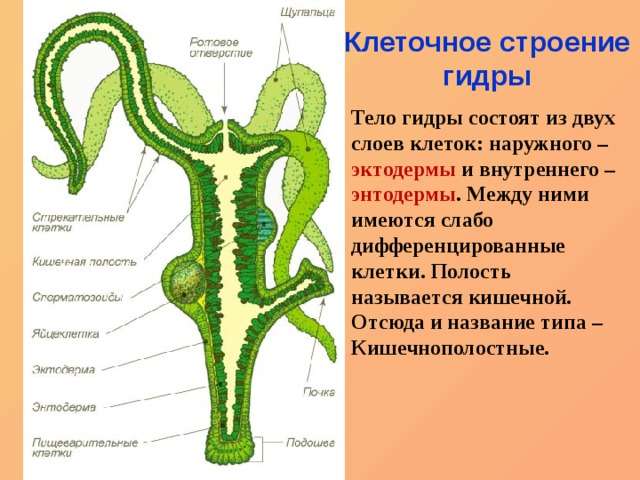 Kra33.gl